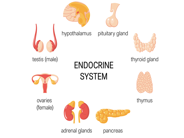 Endocrinology Treatment Bombay Hospital