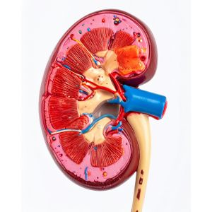 Kidney