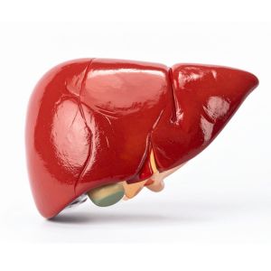 Liver